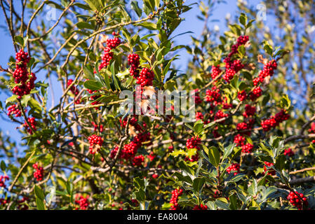 Rote Beeren, Stechpalme (Ilex Aquifolium) Blätter und Früchte Stockfoto