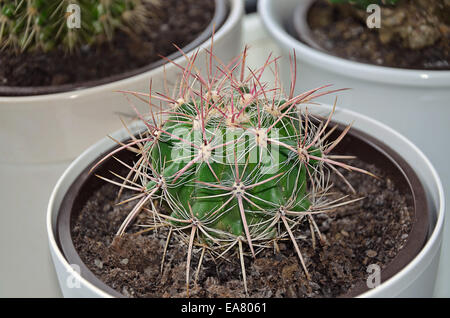 Kakteen Astrophytum in weißem Blumentopf, Nahaufnahme Stockfoto