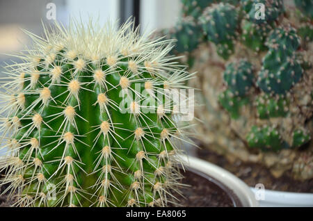 Echinocactus Grusonii und Kaktus Cereus Peruvianus Monstrosus, Nahaufnahme Stockfoto