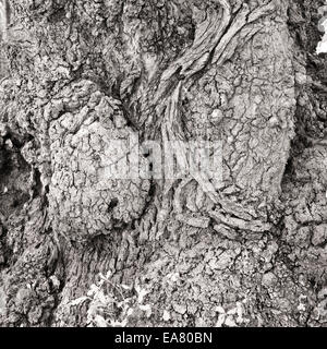 Schwarz / weiß Bild des alten Eichenwälder eine ehemalige mittelalterliche königliche Jagd Wald Cannock Chase AONB Stockfoto