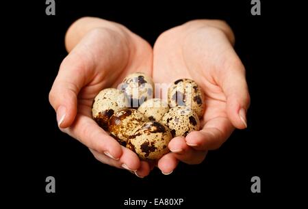 Hand hält mehrere Wachteleier. Isoliert auf schwarz Stockfoto