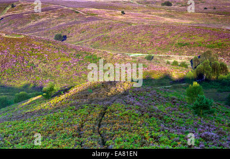 Über das Tal, Heidekraut bekleideten Hügeln auf Cannock Chase Area of Outstanding Natural Beauty im späten Sommer Staffordshire Stockfoto