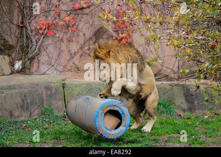 Chicago, Illinois, USA. 8. November 2014. Sahar, Lincoln Park Zoo junger männlicher Löwe greift ein Kunststoff-Fass. Der Karton in den Lauf enthält ein Stück Fleisch. Der Zoo versucht, seinen Tieren eine anregende und interessante Leben durch diese Technik bieten. Bildnachweis: Todd Bannor/Alamy Live-Nachrichten Stockfoto