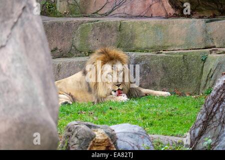 Chicago, Illinois, USA. 8. November 2014. Zeit zum Essen gehen nach unten. Sahar, Lincoln Park Zoo junger männlicher Löwe genießt eine Stück Fleisch hatte er aus einem Kunststoff-Fass zu befreien. Der Zoo versucht, seinen Tieren eine anregende und interessante Leben durch diese Technik bieten. Bildnachweis: Todd Bannor/Alamy Live-Nachrichten Stockfoto