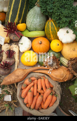 Die verlorenen Gärten von Heligan bunten Herbst produzieren Display unter dem Deckmantel Gebäudeinneren Shop Restormel Mid Cornwall Süden wir Stockfoto