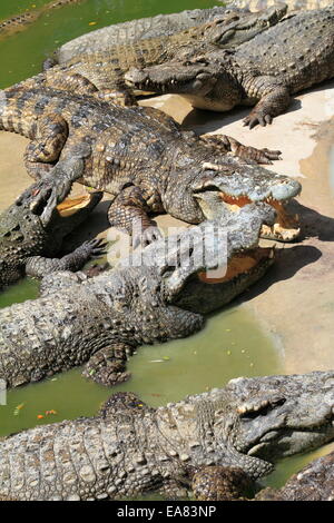 Krokodile im Wasser. Krokodilfarm in Bangkok, Thailand Stockfoto