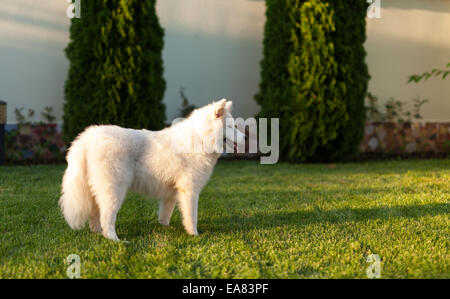 Schöne gesunde Samojeden Hund auf dem Rasen Stockfoto