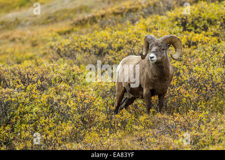 Dickhornböcke im frühen Herbst im Jasper National Park Stockfoto