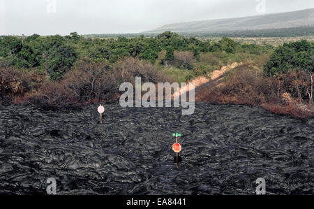 Nur zwei Stoppschilder bleiben entlang einer Straße bedeckt von Lava aus einem Vulkanausbruch in the1980s auf der Big Island von Hawaii, USA. Stockfoto