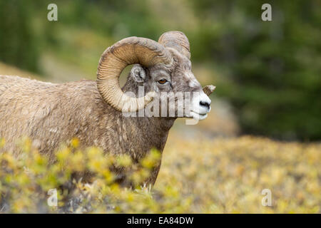 Bighorn ram im frühen Herbst im Jasper Nationalpark Stockfoto