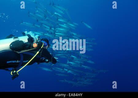 Taucher mit Blick auf eine Herde von Sägezahn Barracuda (größten Putnamae) Bohol Sea, Philippinen, Südostasien Stockfoto