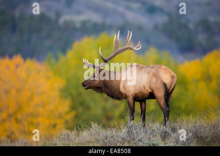 Stier Elch in der Brunft im Herbst in Montana Stockfoto
