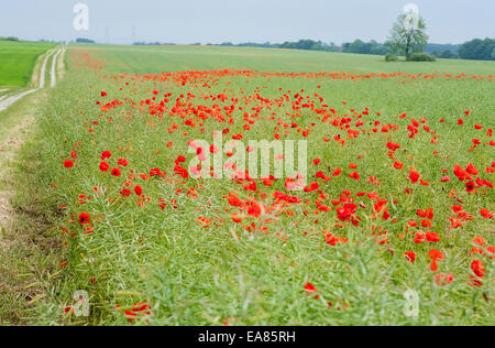 Red Poppy Field. Ein Feld von blühenden roten Mohnblumen und einen Feldweg führt in Richtung der großen-Belt-Brücke am Horizont. Stockfoto