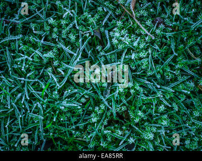 Frostigen Grass im Winter Stockfoto