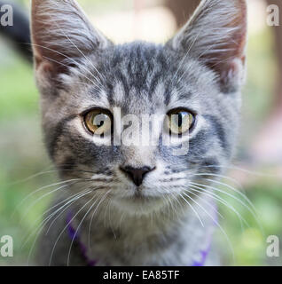 In Ihrem Gesicht Kätzchen. Eine graue-weiße Katze mit grünen Augen in die Kamera starrt. Sind Sie neugierig? Stockfoto