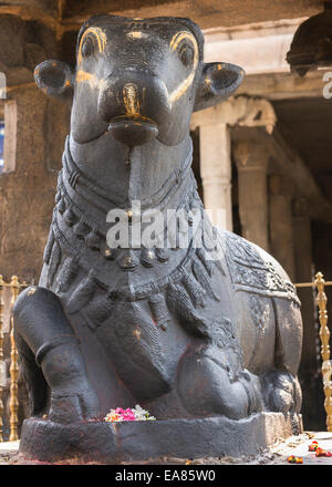 Nahaufnahme von der riesigen Nandi-Statue vor das innere Heiligtum des Gottes Shiva. Stockfoto