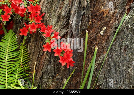 Eine Azalee und Farn Wedel gegen Baumstamm in die Campbell-Rhododendron-Gärten, Blackheath NSW, Australien Stockfoto