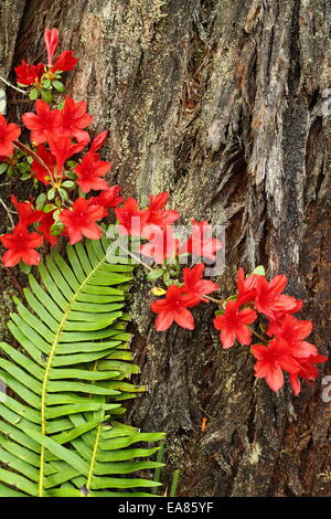 Eine Azalee und Farn Wedel gegen Baumstamm in die Campbell-Rhododendron-Gärten, Blackheath NSW, Australien Stockfoto