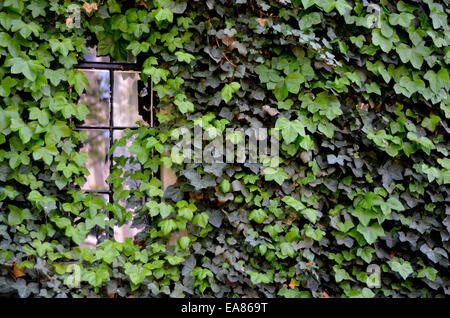 Ivy House In Cambridge Stockfoto