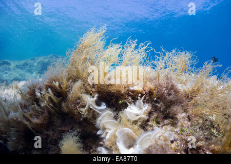 Unterwasserlandschaft des Mittelmeers in Cirkewwa, Malta. Stockfoto