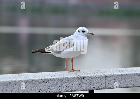 Weiße Möwe sitzt auf einem weißen Marmor-Geländer Stockfoto