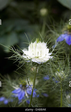 Nigella Damascena Blumen. Liebe-in-the-Nebel. Stockfoto