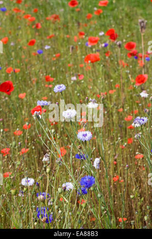 Mohn und Kornblumen in einer Sommerwiese. Stockfoto