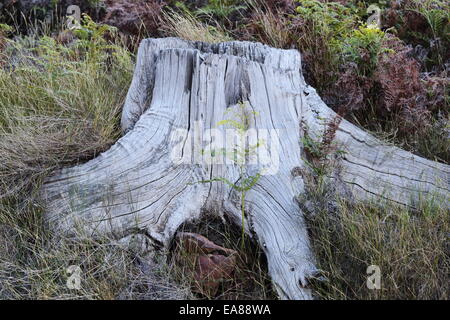 Toten Baumstamm an den Hängen des Tafelbergs über Tokai Stockfoto