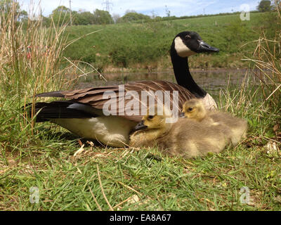 Weibliche Kanadagans sitzt am Ufer eines Teiches mit ihren zwei jungen Gänsel.  Aufgenommen an einem sonnigen Tag in ihrer natürlichen Umwelt Stockfoto