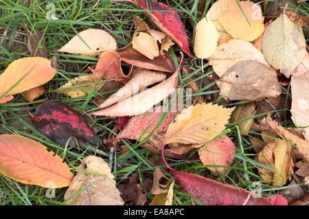 Herbstkirschblätter in Washington DC / WASHINGTON DC – die Blätter von Yoshino-Kirschbäumen zeigen herbstliche Farben entlang des Tidal Basin. Die Bäume, ein Geschenk aus Japan im Jahr 1912 und berühmt für ihre Frühlingsblüten, produzieren Laub, das im Herbst orange, gelb und rot wird. Dieser saisonale Wechsel bietet eine andere Perspektive auf die gefeierten Bäume. Stockfoto