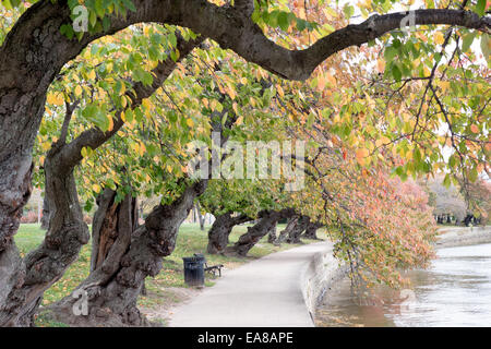 Herbstkirschbäume entlang des Tidal Basin in Washington DC / WASHINGTON, D.C. – Yoshino-Kirschbäume zeigen Herbstlaub entlang eines Gehwegs am Tidal Basin, wobei ihre Blätter sich je nach Jahreszeit orange und gelb färben. Die gleichen Bäume ziehen im Frühjahr mehr als eine Million Besucher für das National Cherry Blossom Festival an, wenn ihre weiß- bis blassrosa Blüten ein fast durchgehendes Baumkronen um das Becken bilden. Sie stammen aus dem Geschenk von 1912 von 3.020 blühenden Kirschen von zwölf Sorten aus der Stadt Tokio ab, die heute vom National Park Service verwaltet werden. Stockfoto