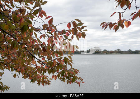 Das Jefferson Memorial mit den Herbstkirschbäumen in Washington DC / WASHINGTON DC – Yoshino Kirschbäume zeigen ihre Herbstfarben entlang des Tidal Basin, wobei das Jefferson Memorial über dem Wasser sichtbar ist. Diese Bäume, ein Geschenk aus Japan im Jahr 1912, sind bekannt für ihre Frühlingsblüten, produzieren aber während der Herbstsaison orange und rot Laub. Stockfoto