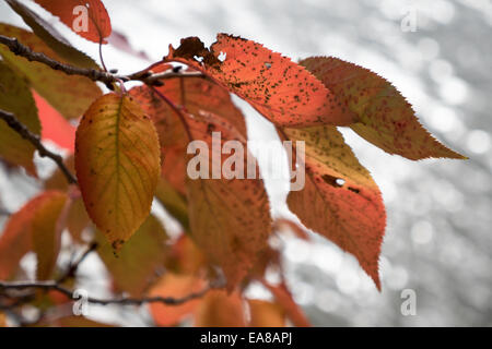 Herbstlaub auf Kirschbäumen in Washington DC / WASHINGTON DC – Yoshino Kirschbäume zeigen Herbstlaub in Orange- und Gelbtönen entlang des Tidal Basin. Diese Bäume, ein Geschenk aus Japan im Jahr 1912, sind für ihre rosa und weißen Blüten während des National Cherry Blossom Festival im Frühjahr bekannt. Die saisonale Darstellung bietet eine andere Perspektive auf die gefeierten Bäume. Stockfoto