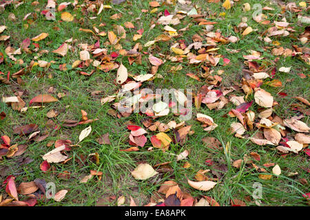 Herbstlaub in Washington DC / WASHINGTON, D.C. – Herbstlaub von Yoshino-Kirschbäumen bedecken den Boden entlang des Tidal Basin und zeigen Orange-, Gelb- und Rottöne. Während die Bäume weltweit für ihre Frühlingsblüten gefeiert werden, bietet ihre Herbstfarbe einen ruhigeren, saisonalen Kontrapunkt zu den Menschenmassen, die sich jedes Frühjahr zum National Cherry Blossom Festival versammeln. Viele der Kirschbäume entlang des Beckens gehen auf das Geschenk von 3.020 Bäumen mit zwölf Sorten aus der Stadt Tokio im Jahr 1912 zurück. Stockfoto