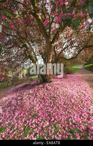 Rosa Rhododendron blüht & Blütenblätter auf den Boden im Lanhydrock Gärten Bodmin North Cornwall South West England UK Stockfoto