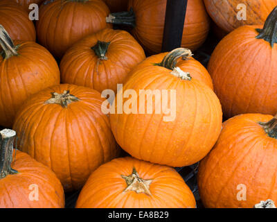 Ein Haufen Kürbisse auf dem Display. Stockfoto