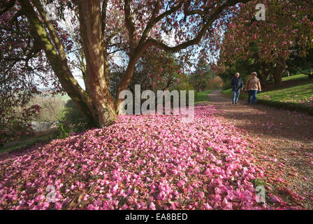 Rosa Rhododendron blüht & Blütenblätter auf den Boden mit paar Weg in Lanhydrock Gärten Bodmin North Cornwall Süden Wes Stockfoto