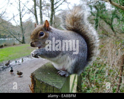 Nahaufnahme eines grauen Eichhörnchen Sciurus Carolinensis durch Weg am Zaun in Tehidy Country Park Portreath Camborne Kerrier West C Stockfoto