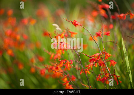 Crocosmia Montbretia Luzifer Blumen mit geringen Schärfentiefe.  Orange Blumen im Garten. Mitglied der Iris-Familie. Stockfoto