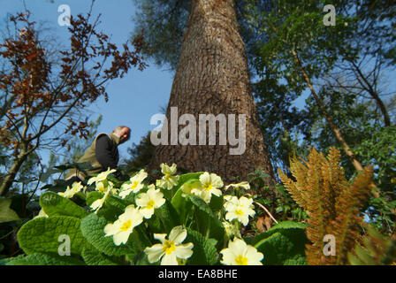 Vogelperspektive Würmer aus dem Boden bei Primrose Man & Bäume auf The Lost Gardens of Heligan in der Nähe von Mevagissey Restormel Mitte C Stockfoto