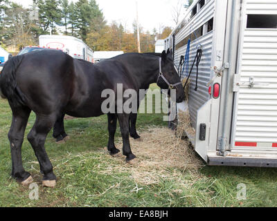 Entwurf des Pony steht Anhänger auf Entwurf Pony Show in Cummington, MA. Stockfoto