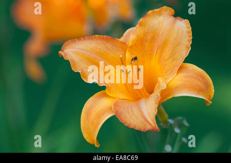 HEMEROCALLIS "MAUNA LOA" Stockfoto