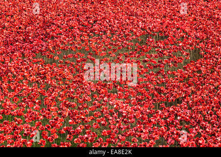 Gedenk an Keramik Mohnblumen im Graben an der Tower of London. Die Mohnblumen Gedenken an den 100. Jahrestag des ersten Weltkriegs. Millionen haben die Installation von 880.000 Keramik Mohnblumen Künstlers Paul Cummins besucht.  Die Mohnblumen Gedenken an den 100. Jahrestag des ersten Weltkriegs. London, UK.  6. November 2014 Stockfoto