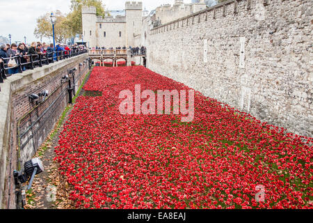 Gedenk an Keramik Mohnblumen im Graben an der Tower of London. Die Mohnblumen Gedenken an den 100. Jahrestag des ersten Weltkriegs. Millionen haben die Installation von 880.000 Keramik Mohnblumen Künstlers Paul Cummins besucht.  Die Mohnblumen Gedenken an den 100. Jahrestag des ersten Weltkriegs. London, UK.  6. November 2014 Stockfoto