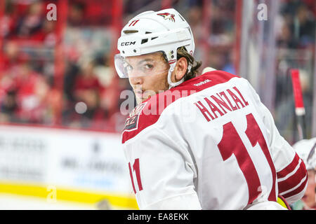 Raleigh, North Carolina, USA. 1. November 2014. Arizona Coyotes center Martin Hanzal (11) während der NHL-Spiel zwischen den Arizona Coyotes und die Carolina Hurricanes in der PNC-Arena. Die Carolina Hurricanes besiegten die Arizona Coyotes 3-0. © Andy Martin Jr./ZUMA Draht/Alamy Live-Nachrichten Stockfoto