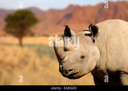 Porträt von einem schwarzen (süchtig-lippig) Nashorn (Diceros Bicornis) Stockfoto