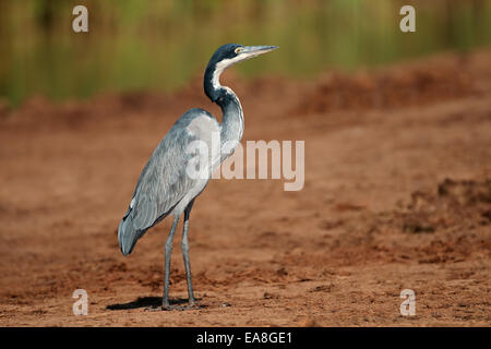 Black-headed Reiher (Ardea Melanocephala), Südafrika Stockfoto