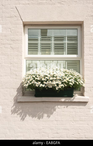 Was liegt im Inneren versteckt hinter diesem hellen louvered Fenster und hübsche Anzeige Fenster-Box von hübschen Oxeye Gänseblümchen Stockfoto