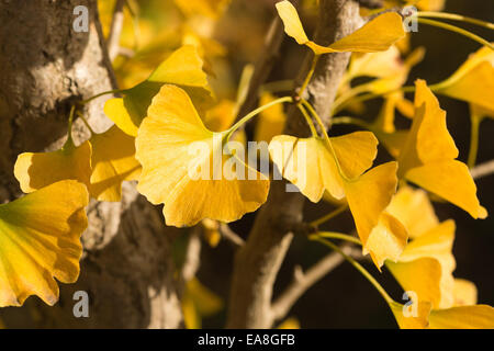 Einzigartige hellgelb Blätter des Ginkgo-Biloba-Baum im Herbstlook wie Herde der Landung Schmetterlinge paarweise im Herbst Stockfoto
