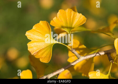 Einzigartige hellgelb Blätter des Ginkgo-Biloba-Baum im Herbstlook wie Herde der Landung Schmetterlinge paarweise im Herbst Stockfoto